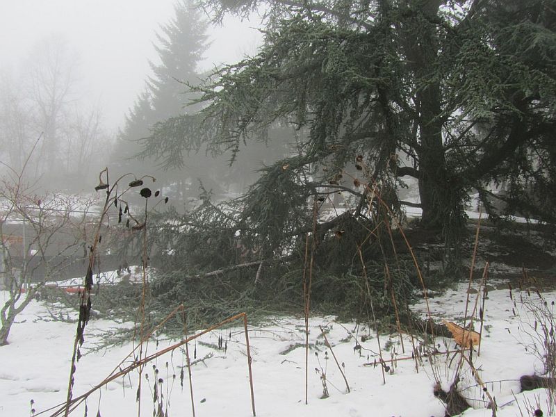 La neige trop lourde, avant de fondre, a brisé deux branches du grand cèdre..